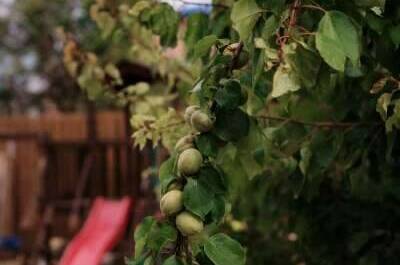 Изображение Изображение гостиницы &quot;Гостевой дом «Солнечная орхидея»&quot; #9 #7