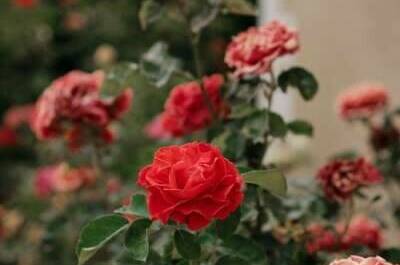 Изображение Изображение гостиницы &quot;Гостевой дом «Солнечная орхидея»&quot; #10 #8