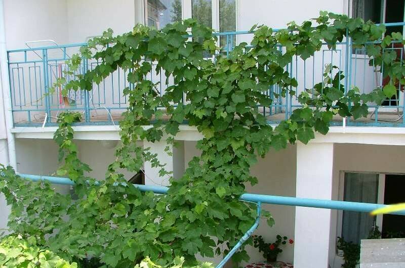 Изображение гостиницы "Гостевой дом «На Крымской»" #1