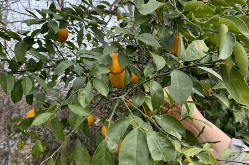 Изображение Изображение гостиницы &quot;Гостевой дом «Счастливый дом»&quot; #11 #9