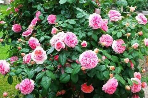 Изображение Изображение гостиницы &quot;Гостевой дом «Пегас»&quot; #6 #4