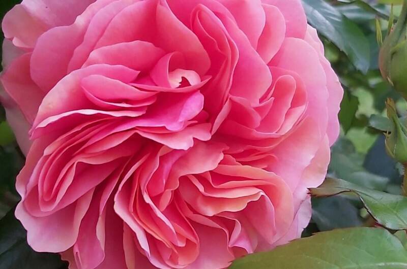 Изображение Изображение гостиницы &quot;Гостевой дом «Пегас»&quot; #10 #8