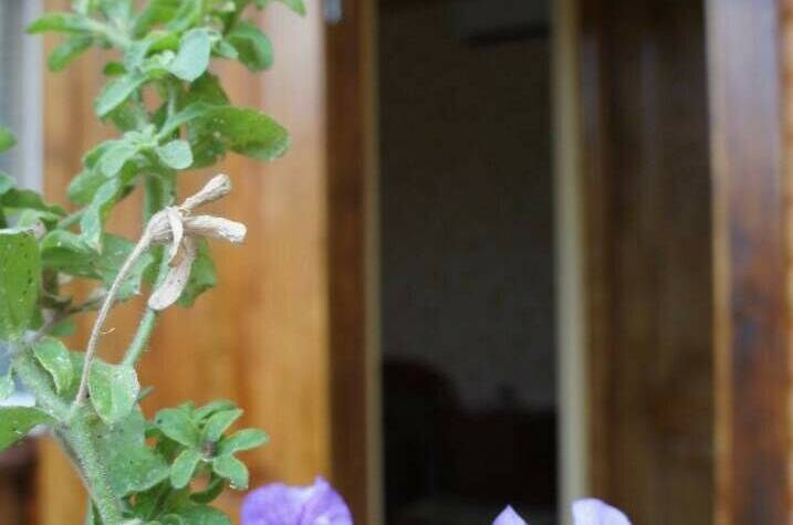 Изображение Изображение гостиницы &quot;Гостевой дом «Олива»&quot; #6 #4