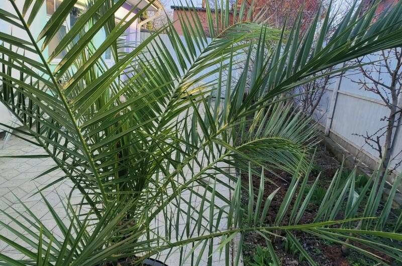 Изображение Изображение гостиницы &quot;Гостевой дом «Любой каприз»&quot; #10 #8