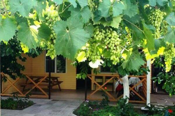 Изображение Изображение гостиницы &quot;Гостевой дом «Африка»&quot; #4 #2