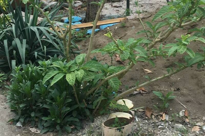 Изображение Изображение гостиницы &quot;Гостевой дом «Ангелина»&quot; #10 #8