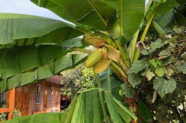 Изображение Изображение гостиницы &quot;Гостевой дом «Фазенда»&quot; #5 #3