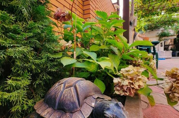 Изображение Изображение гостиницы &quot;Гостевой дом «Нателла»&quot; #8 #6