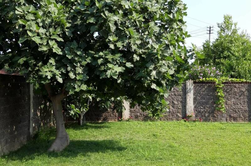 Изображение Изображение гостиницы &quot;Гостевой дом «Лыхны»&quot; #6 #4