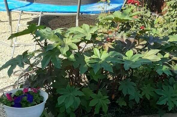 Изображение Изображение гостиницы &quot;Гостевой дом «Лиана»&quot; #5 #3