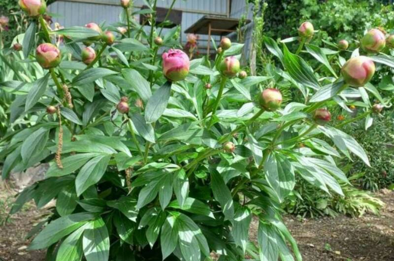 Изображение Изображение квартиры &quot;Таунхаус под ключ&quot; #10 #8